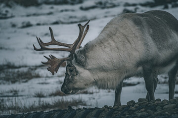 Svalvard reindeer close up