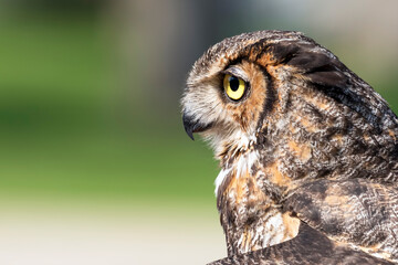 Close Up of a Great Horned Owl with Green Background