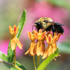 Close Up of a Bumble Bee on the Orange Bloom of a Butterfly Weed