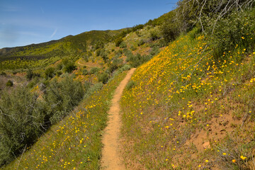 Manzana Trail, San Rafael Wilderness, Los Padres National Forest