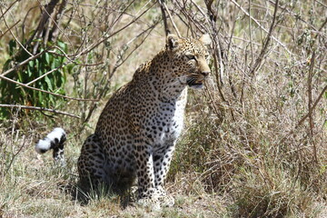 A portrait of a leopard resting in green bushes looking for prey