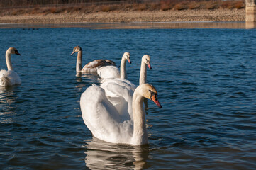 white swans group on the lake swim well under the bright sun