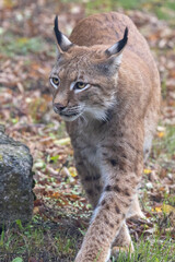 Ein Luchs frontal laufend im herbstlichen Laub