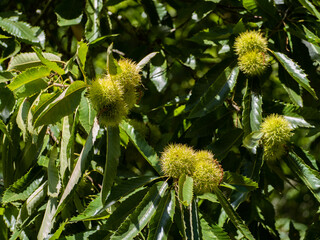 chestnut tree with fruits. green chestnut hedgehogs