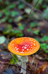 toadstool