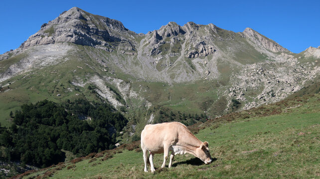 Vaca en la monta&ntilde;a
