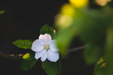 tree blossom