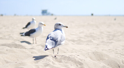 Seagulls at Venice Beach in Los Angeles, California