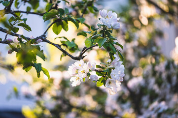 plum tree blossoms
