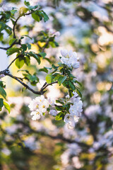 plum tree blossoms