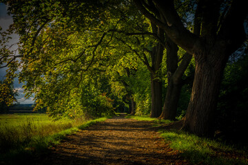 Path tree alley near Rakovnicky creek in Rakovnik town in sunny summer