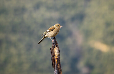 Sesión de fotografía de vida salvaje de aves del bosque
