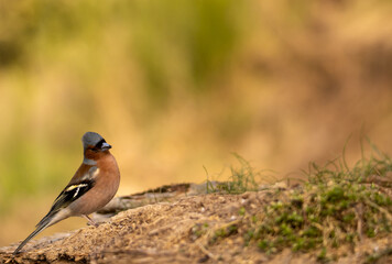 Sesión de fotografía de vida salvaje de aves del bosque