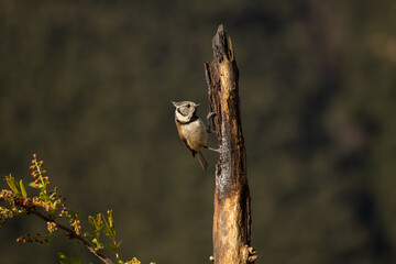 Sesión de fotografía de vida salvaje de aves del bosque