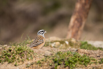 Sesión de fotografía de vida salvaje de aves del bosque
