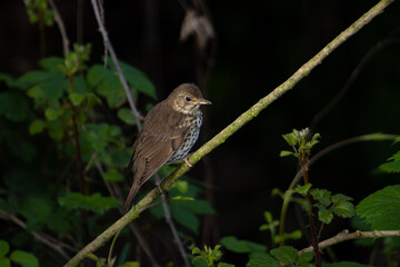 Sesión de fotografía de vida salvaje de aves del bosque