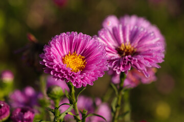 Kwiaty pokryte rosą 