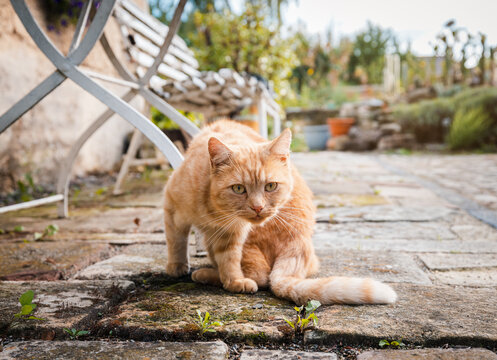 Cat sitting on stones outdoor waiting for mouse