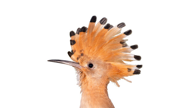 beautiful bird , hoopoe, with crest isolated on white