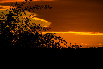 Autumn sunset evening with color sky and silhouette of bushes