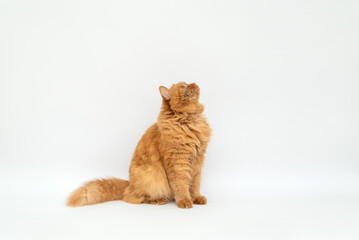 red fluffy cat in full growth on a white background copy space. the cat looks up with its head up. sitting portrait of a beautiful cat, pet