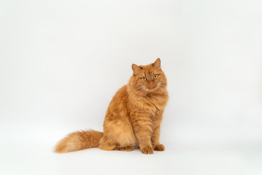 red fluffy cat in full growth on a white background. sitting portrait of a beautiful cat, pet