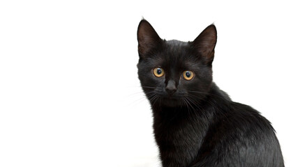 black kitten on a white background