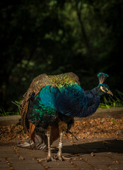 Obraz premium Pavo cristatus bird in sunny summer morning on pavement