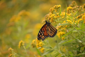 Pollinators are Precious Butterfly Moth