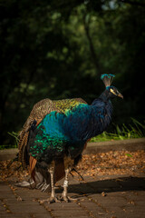Obraz premium Pavo cristatus bird in sunny summer morning on pavement