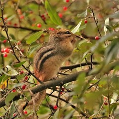 Adorable Chipmunk Eating red Berries