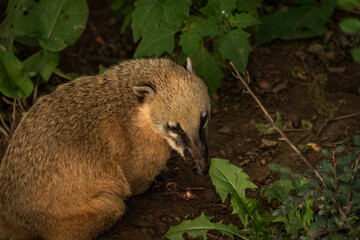 Nasua nasua animal with green leafs in summer day