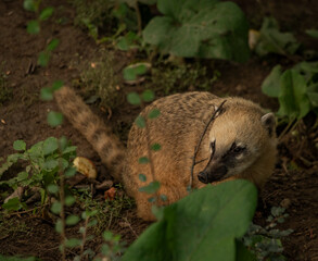 Nasua nasua animal with green leafs in summer day