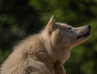 Obraz na płótnie Canvas Canis white wolf in summer sunny fresth day