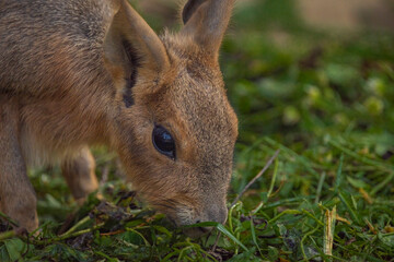 Dolichotis patagonum hairy animal in autumn sunny day