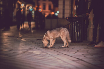 Portrait of a siberian husky dog on the street