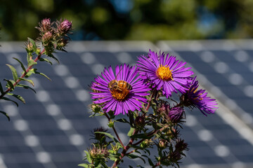 Honey bee on New England Aster flower in a butterfly garden against a backdrop of solar panels on a...