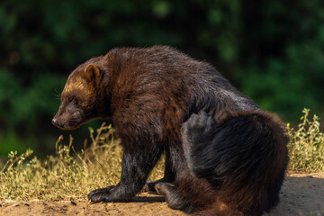 Gulo gulo animal in autumn nice sunny morning