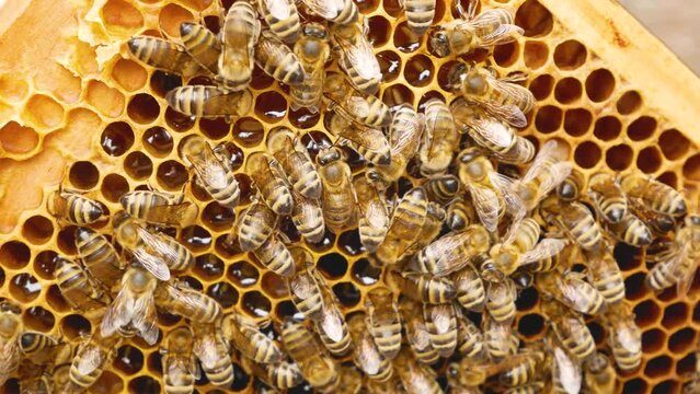 A bee colony crawls on a frame with honeycombs. In the honeycombs glitters golden fresh honey. Production of natural organic bee honey in the apiary. Honey harvest