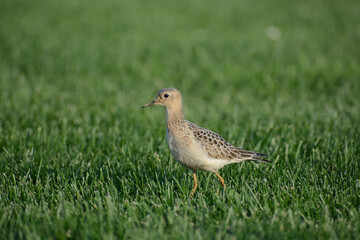 Buff-breasted Sandpiper (Calidris subruficollis) on sod grass during fall migration