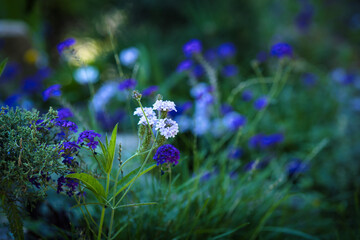 flowers in the field