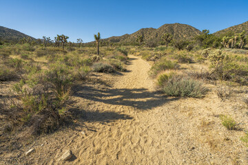 hiking the west side loop trail in black rock canyon, joshua tree national park, usa