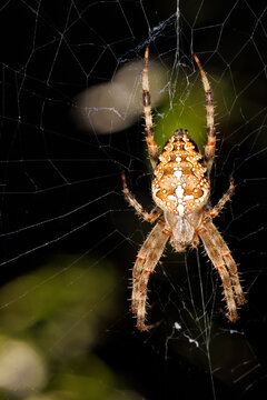 A spider with long, spiky limbs weaves its web. Vertical image.