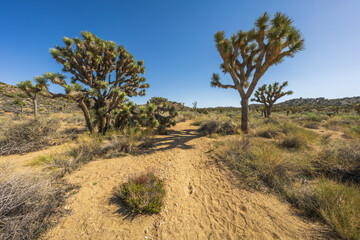 hiking the lost horse mine trail in joshua tree national park, usa