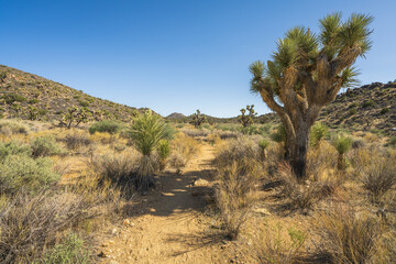 hiking the lost horse mine trail in joshua tree national park, usa