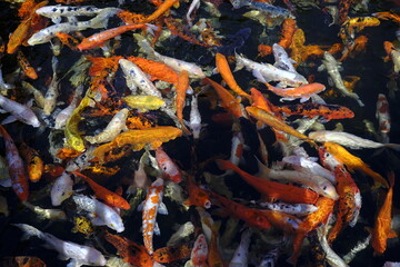 Fototapeta na wymiar Different colored koi carp fish in pond