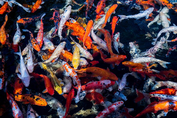 Obraz na płótnie Canvas Different colored koi carp fish in pond