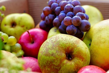 Naklejka na ściany i meble birnen, äpfel, weintrauben, ein korb voller früchte, frisch, bunt, gesund, viele vitamine, frisch vom baum, natürlich