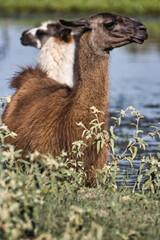 Fototapeta premium Llamas in Texas