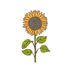 Sunflower colorful doodle illustration in vector. Helianthus colorful doodle illustration. Sunflower icon in vector